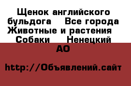 Щенок английского бульдога  - Все города Животные и растения » Собаки   . Ненецкий АО